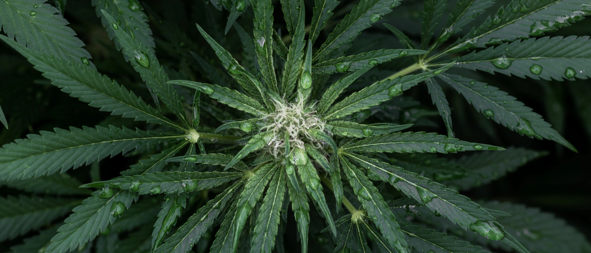 Makroaufnahme einer blühenden Hanfpflanze mit sichtbaren Trichomen und Blättern