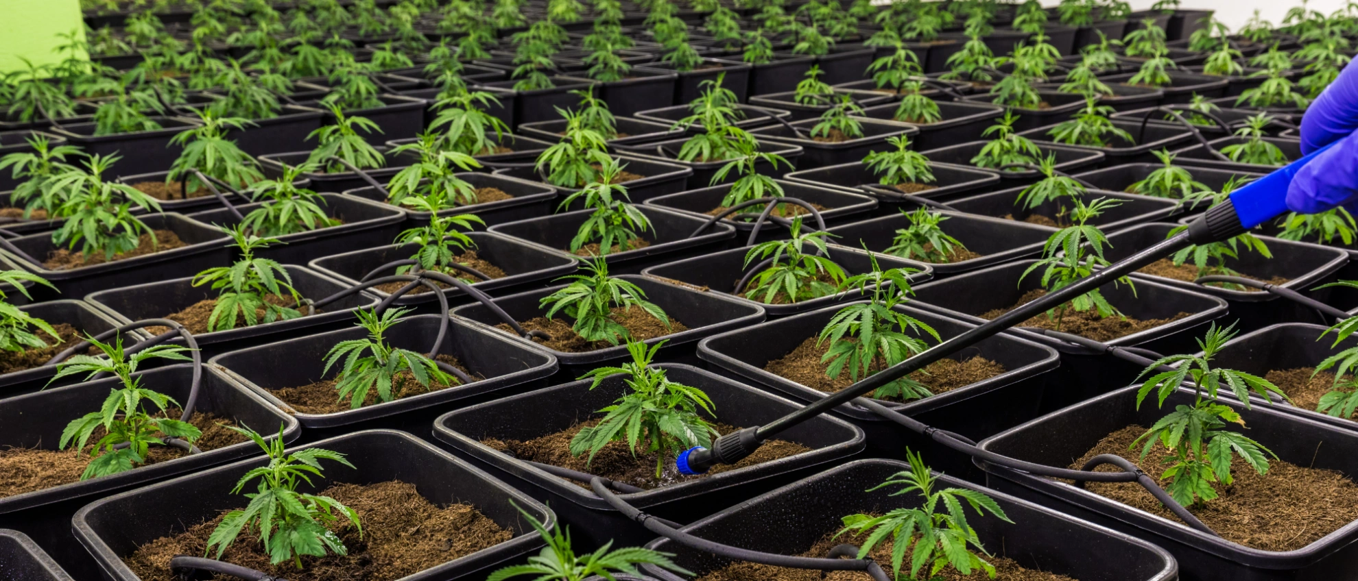 Reihe junger Hanfpflanzen in Anzuchttöpfen im professionellen Indoor-Grow