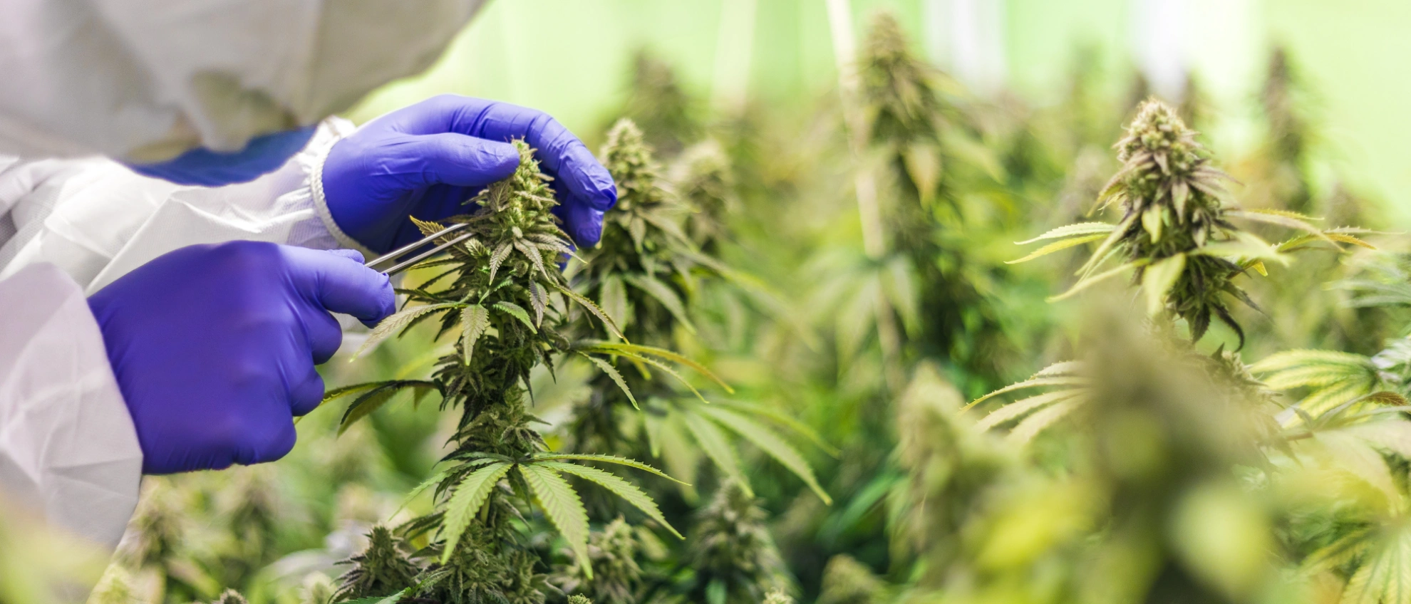 Person mit Handschuhen erntet sorgfältig eine reife Cannabispflanze im Gewächshaus