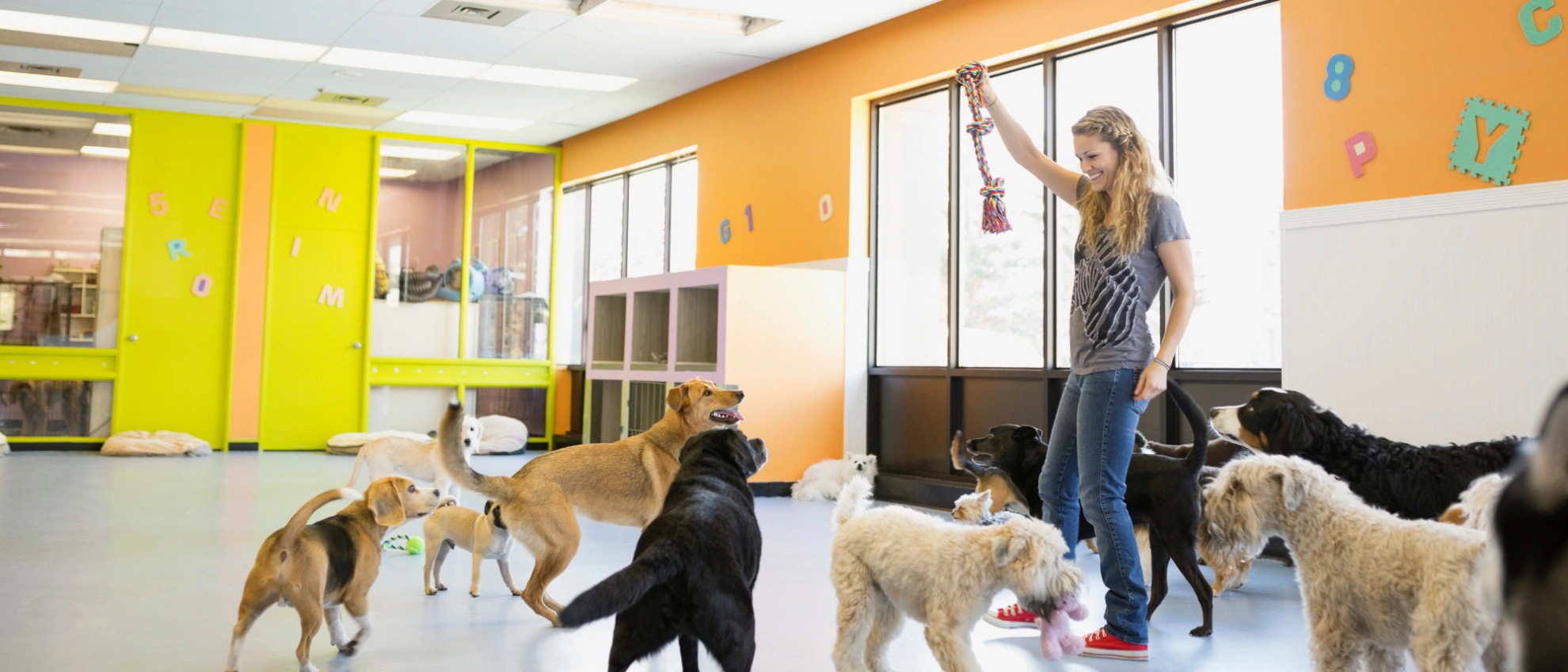 Frau beschäftigt sich mit einer Gruppe von Hunden in einem hellen Betreuungsraum