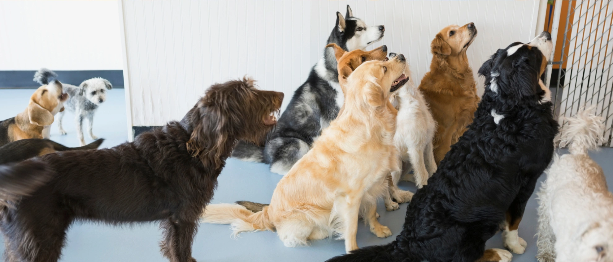 Große Hundegruppe sitzt diszipliniert vor einer Tür und wartet auf Anweisungen