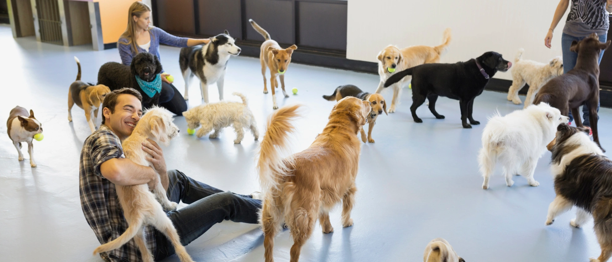 Mehrere Hunde toben in einem hellen Raum, während ein Betreuer sich dazusetzt