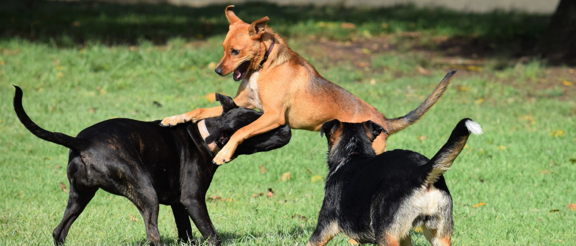 Hunde spielen wild und springen auf einer Wiese miteinander herum