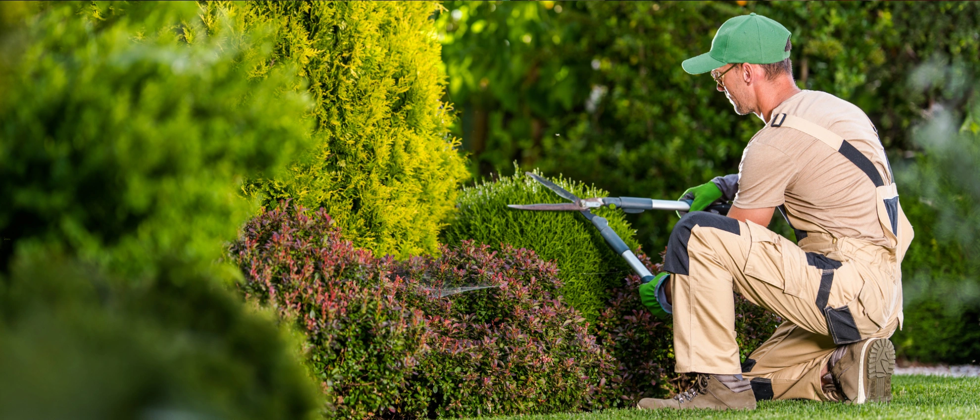 Mann in Arbeitskleidung schneidet mit elektrischer Heckenschere eine Koniferenhecke im Garten